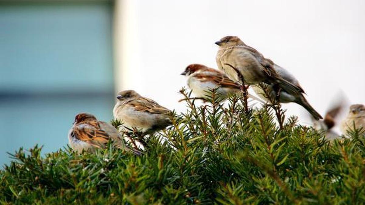 Sparrows on greenery